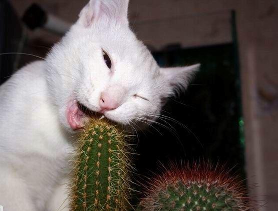 蠢萌宠物欢乐多:猫咪吃仙人掌,狗反对主人养猫