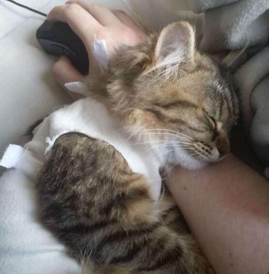 5只太黏人的猫咪,千方百计阻止铲屎官工作的模样