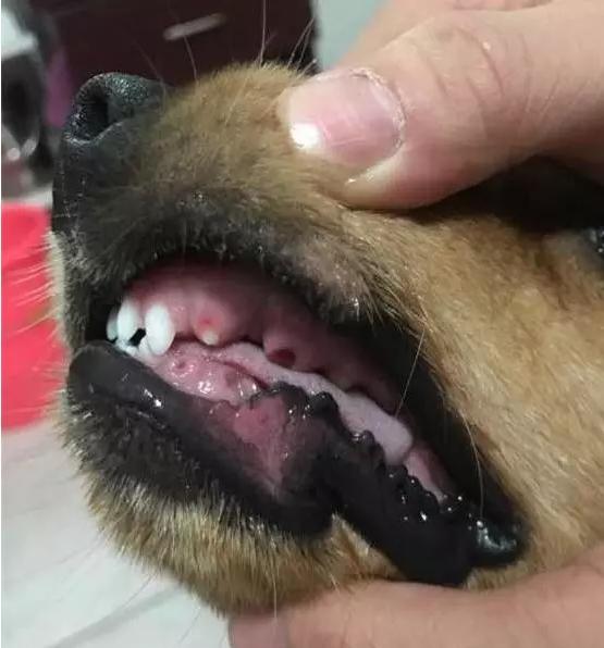 主人吃不到鸡金毛吃鸡吃的火热牙齿都掉了还意犹未尽啊