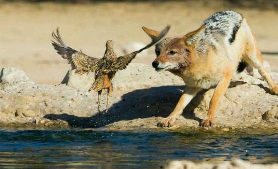 胡狼站在水边发呆,突然一张嘴,下秒嘴里竟多了一只鸟,啥情况?