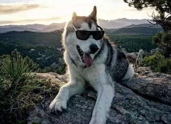 不张嘴还是一头狼,张开嘴吐舌头画风就变了,名副其实的混血狼狗