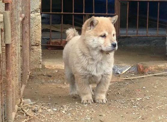 狗年说狗幼时肥嘟嘟超可爱长大异常凶猛的广西土猎