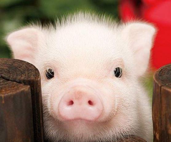 一头猪引发的离奇曲折案件高手在民间