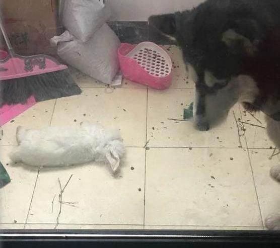 之前一直关阳台的,没想到宠主老爸却把二哈放进去了说什么培养下感情