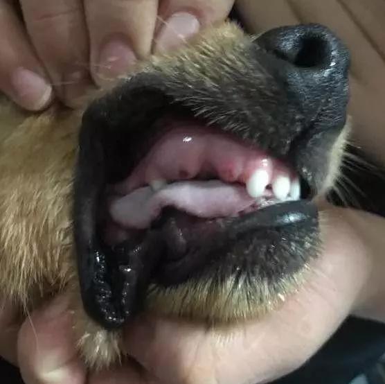 主人吃不到鸡金毛吃鸡吃的火热牙齿都掉了还意犹未尽啊