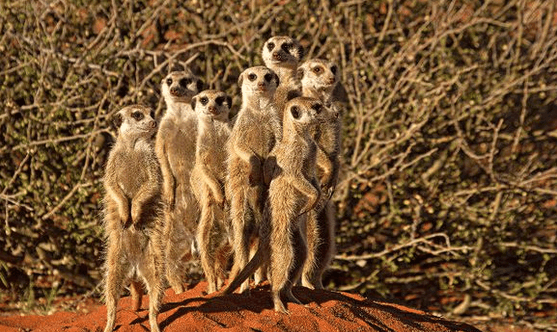 都说狐獴是一种社会性极强的动物,一个群体有几十只狐獴不等,面对危险