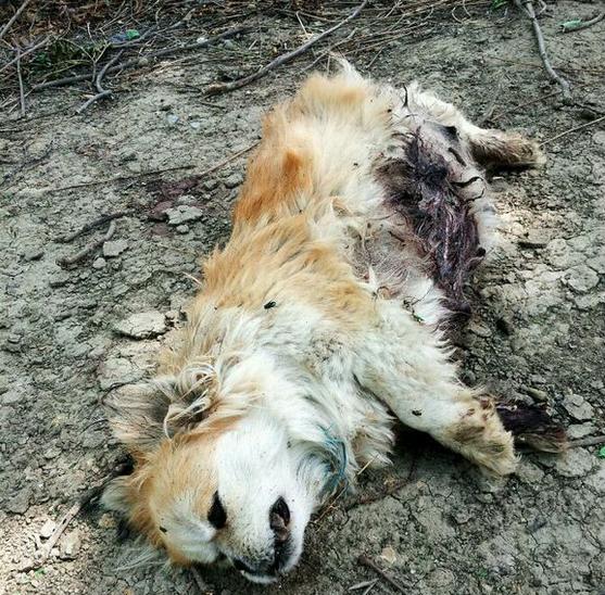 狗妈妈意外死亡,留下小狗街头流浪,时常坐着发呆让人心酸