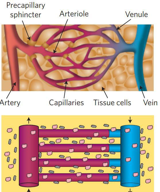 nature重磅文章3d打印血管网络并促进毛细血管再生