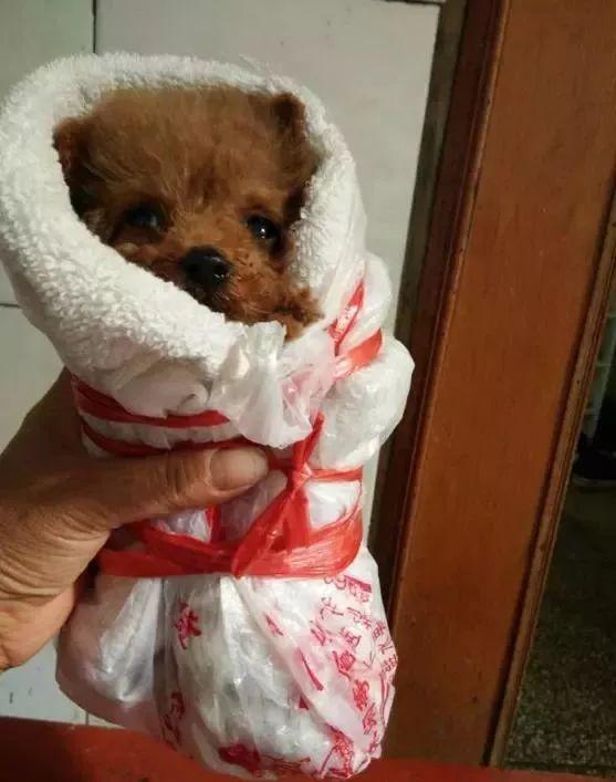 萌宠亲妈:有一种冷叫麻麻觉得冷,被裹成粽子也开心