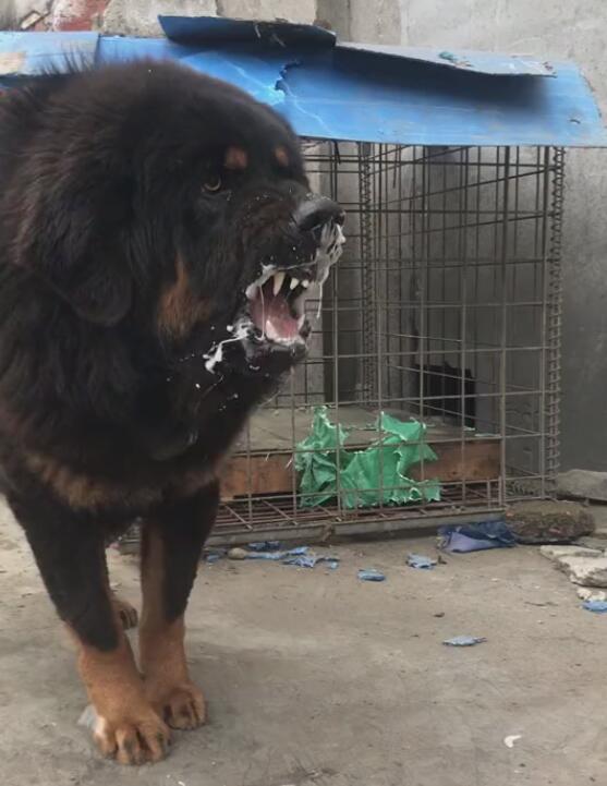 准备到饭点了,主人拿一块大的生肉来给藏獒吃,但是还没有叫他开吃!