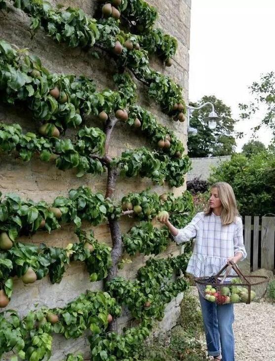 园林艺术我就服这个,看完我都想种一颗果树在墙角,不占地