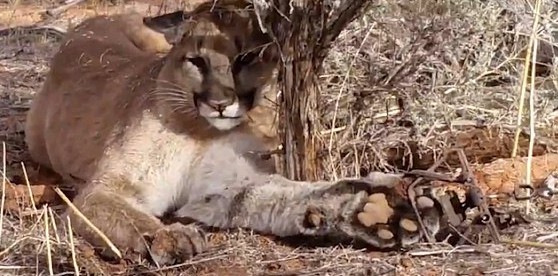 美洲狮误入陷阱,猎人勇敢解救并放生