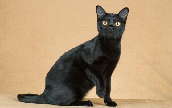 孟买猫详细介绍与中华田园黑猫的区别不要被猫贩子欺骗哦