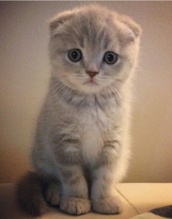 苏格兰折耳猫相关的知识|苏格兰|疾病|折耳猫_新浪新闻