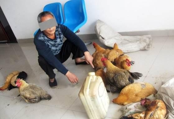 偷鸡贼被抓, 狡辩道: 没偷鸡只拿鸡蛋, 怎会竭泽而渔?