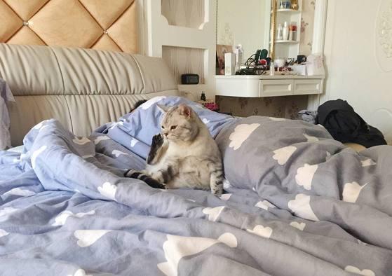 猫咪趁主人睡觉时钻进被窝,没想到发生这样的事,喵的表情亮了!
