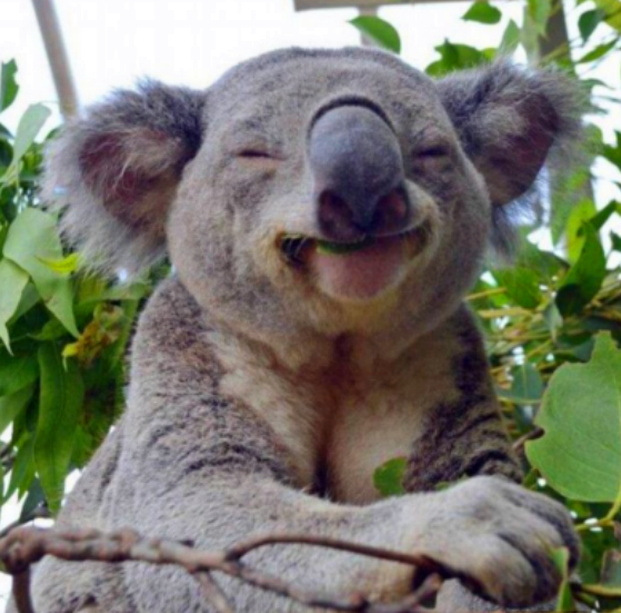 微笑是最好的沟通语言,这些动物的微笑让人"暖心",是萌到心里