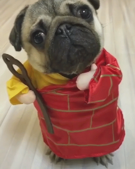 狗狗变身唐三藏,身穿袈裟,吃了能长生不老吗?