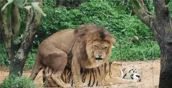 脸霸道,老虎瘫倒在地上,真的是享受生活,跨越种族的爱情,上演了狮虎交
