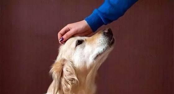 如何引导狗狗在室外上厕所