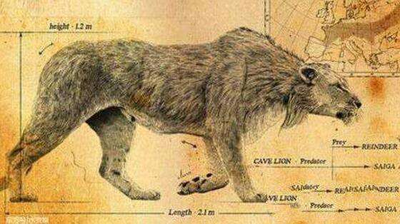 残暴狮: 地球史上最大的猫科动物, 一爪子就能把你拍碎了