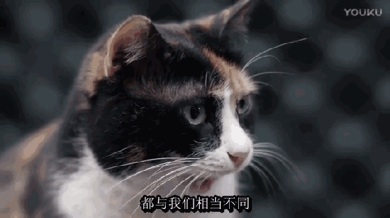 560_314gif 动态图 动图