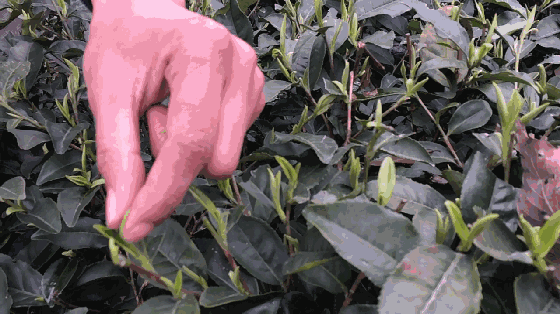 名山区每年要聘请采茶能手3-5万人 缺人,缺很多人 名山区茶业局介绍