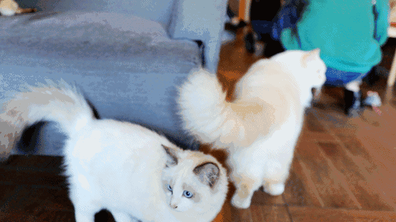 560_315gif 动态图 动图