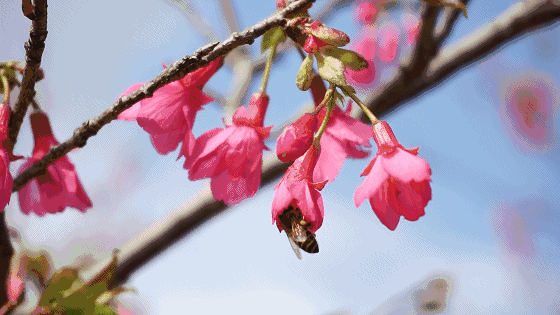 深圳唯一不收门票的樱花园来了!惊艳全城!