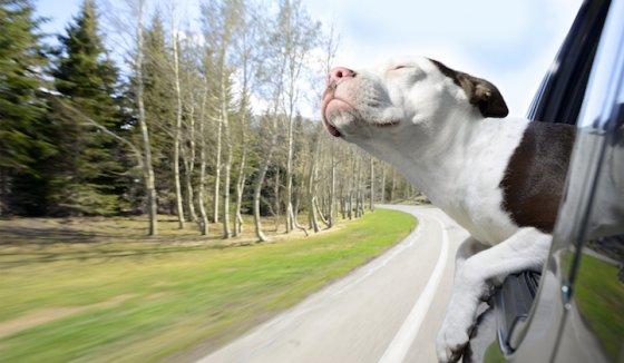 看看这些爱出风头的狗狗主人你再不管它们就要上天了