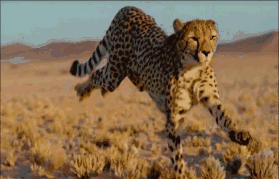 全非洲的猎豹只有九千头到一万二千头,其中还有大约10%的猎豹是生活在