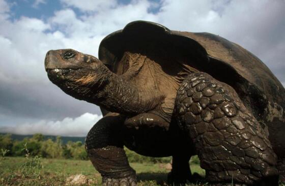 地球上体型最大的乌龟,重达700斤,传说能活动1000岁