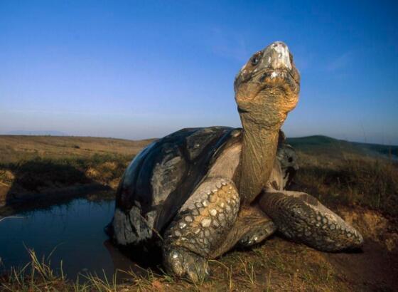 地球上体型最大的乌龟,重达700斤,传说能活动1000岁
