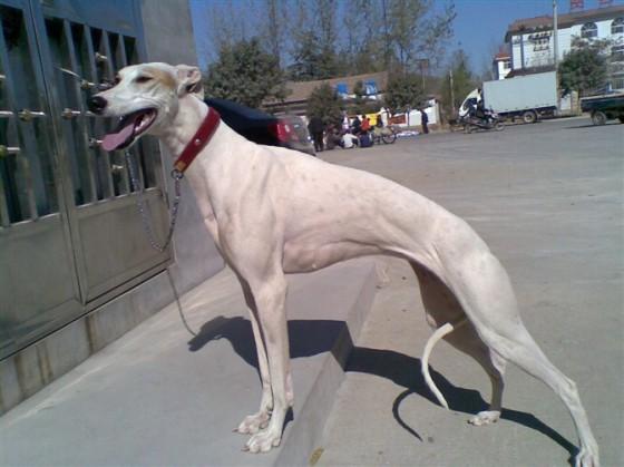 详细了解说一说格力犬的特点是怎样的