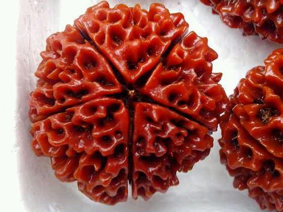 一张图告诉你金刚菩提和落地红的区别!看后你就是老司机了!