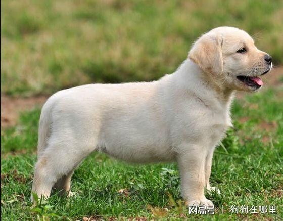 来自狗狗在哪里丶 - 微博