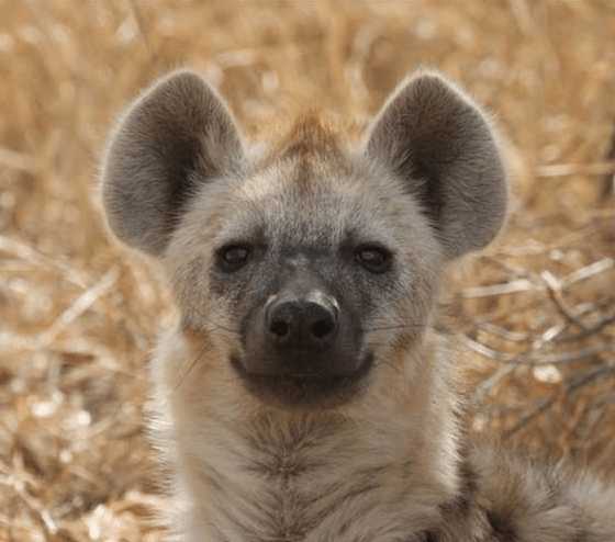 非洲十霸——动物界的掏肛杀手斑鬣狗