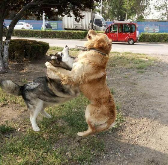 当哈士奇与金毛相遇会发生什么,当然是交流不通一言不合就开打咯