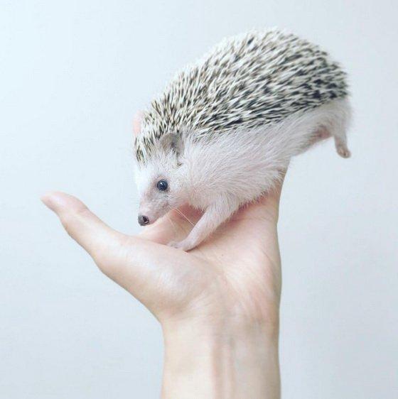 贪吃小刺猬,挤眉弄眼,扭腰摆姿势全都没问题!