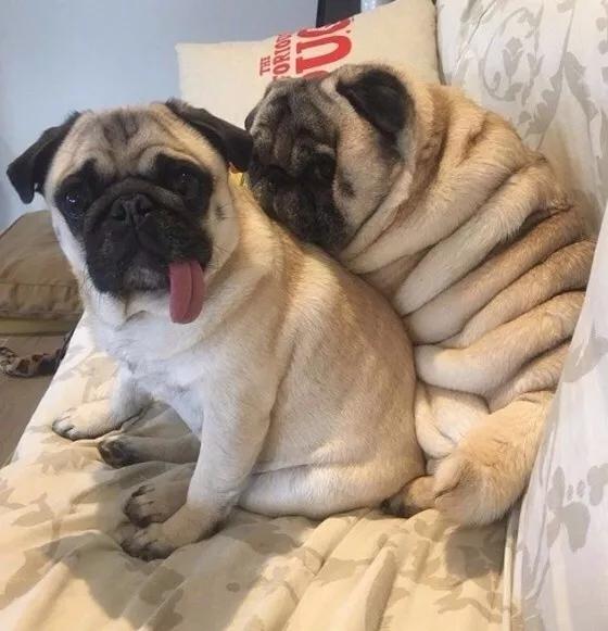 网友说他家巴哥特别胖,身上足足有十层游泳圈!