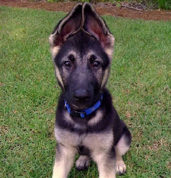 看了德牧立耳期,快说说你家毛孩子经历过什么尴尬期?