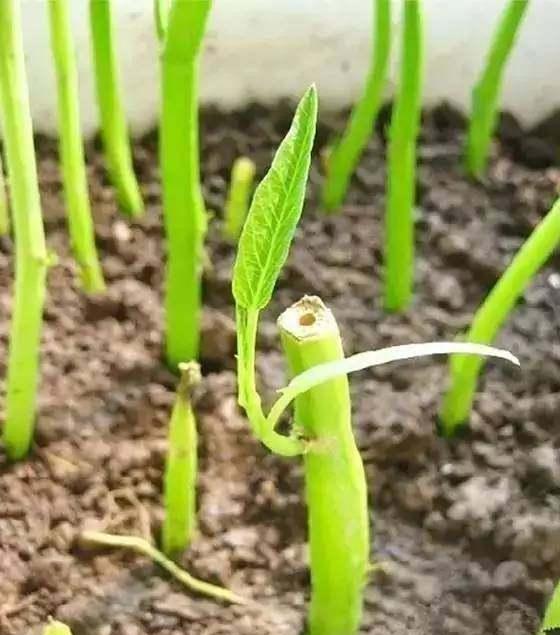 最速空心菜种植