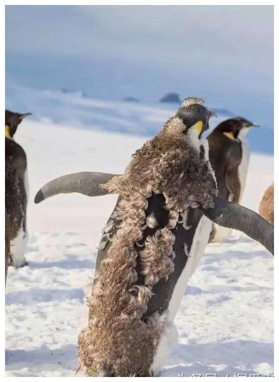 几万只企鹅宝宝同时褪毛,可怜的海狮,眼神中透出了绝望!