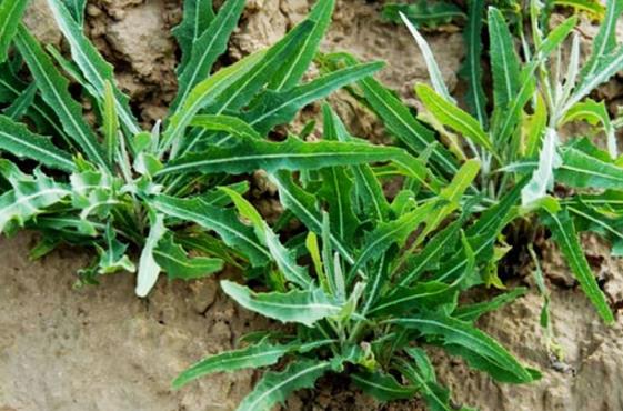 苦苦菜别名:苦苣菜,取麻菜,苣荬菜,麻苣苣.