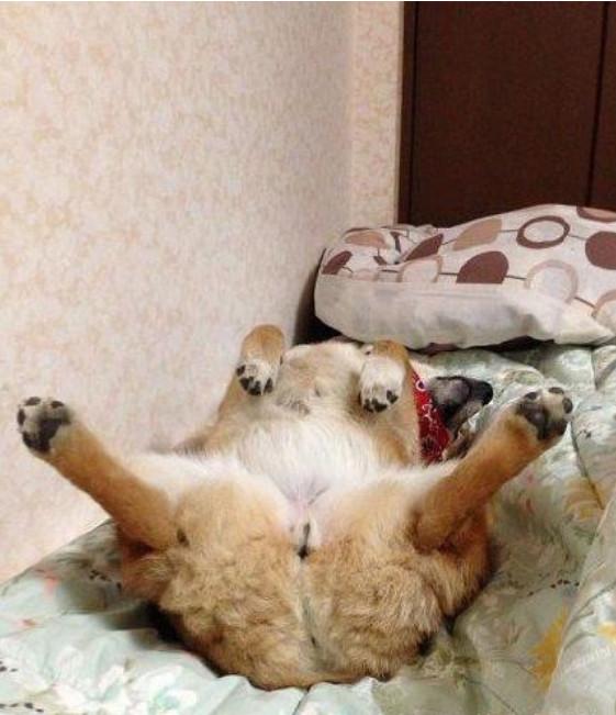 这只金毛心事好像有点重啊,怎么一言不合就爬上天台呢