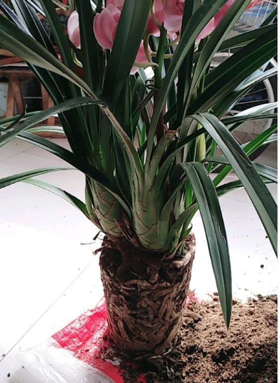 大花蕙兰养了8年到了该分株时间30年老花匠教你这样做