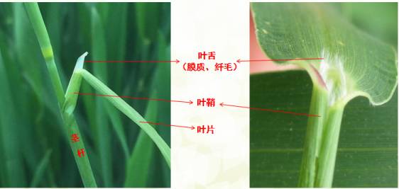 小麦田禾本科杂草识别图谱|禾本科|叶舌|叶鞘_新浪新闻