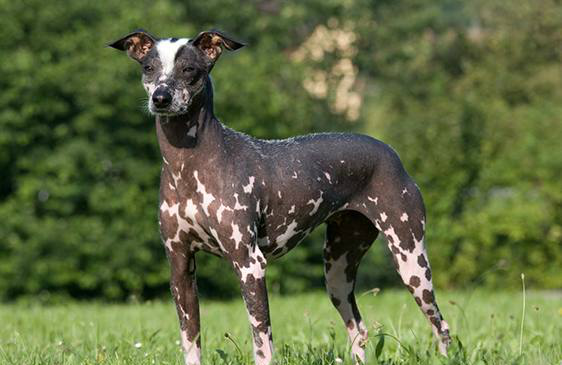 盘点世界5种名贵犬种第3种在我心中是无价