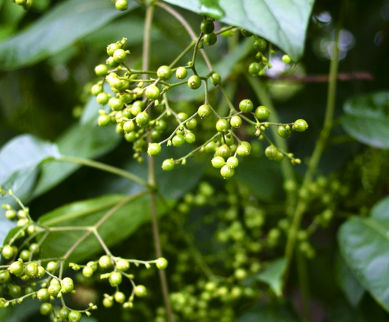 有一种不招人喜欢的藤蔓植物,因为其藤有一股腥臭的味道!