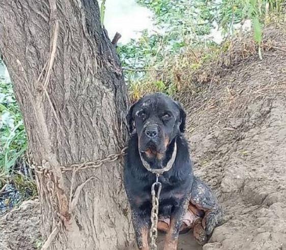 一只狗被主人拴在树上四年,这背后到底有什么不能说的秘密呢